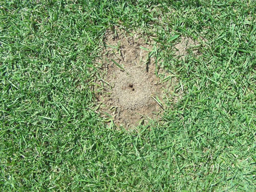 Turfgrass Ant Mound