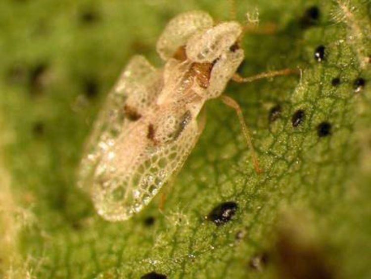 Photo 1. Close up of adult lace bug. Photo: Missouri Botanical Gardens.