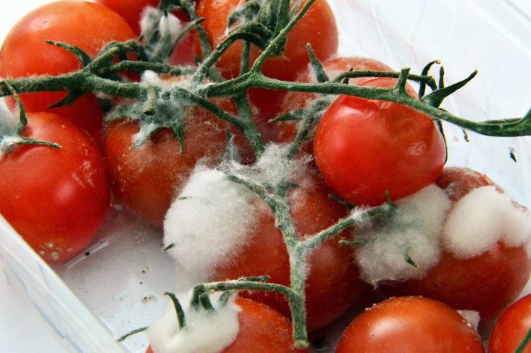 Rotten tomato. Mold on vegetables. Rotten product. Spoiled food