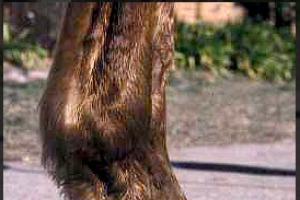 What your horse’s hoof angle may be telling you