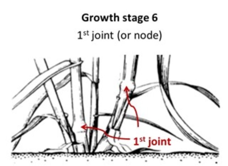 Graph of wheat growth stage 6