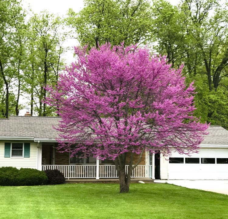 Redbud in flower.