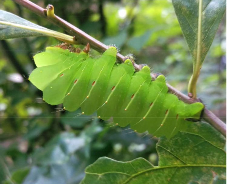 Polyphemus moth featured in calendar. Photo: Paul Owen-Smith.