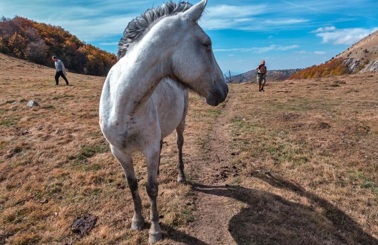 Horse on the loose