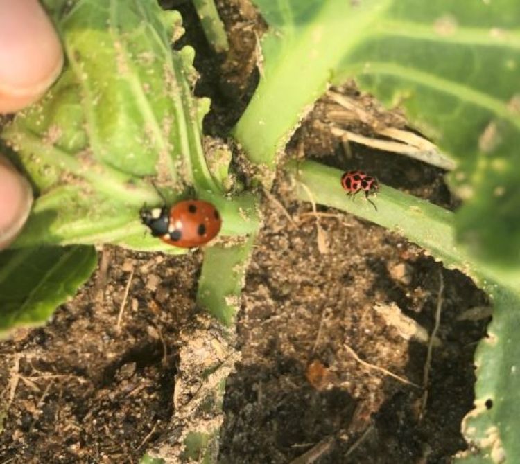 Two species of ladybeetle out on aphid patrol