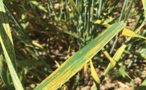 A learning year: High infestation of wheat disease gives researchers plenty to study