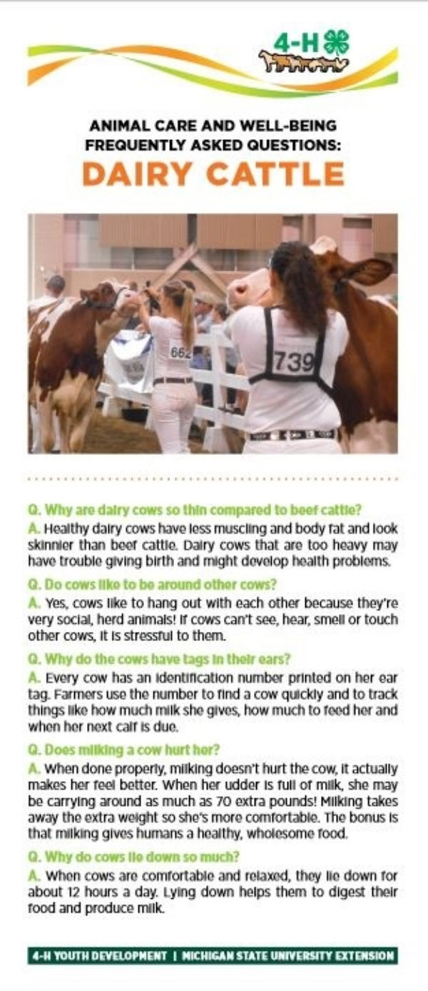 Dairy cattle bookmark.