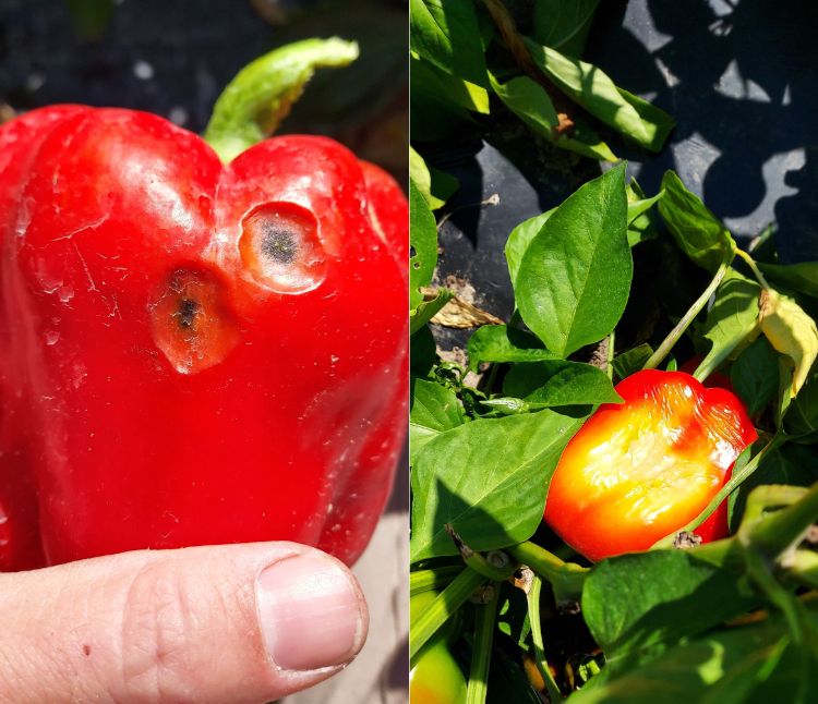 Fruit rot on a pepper.