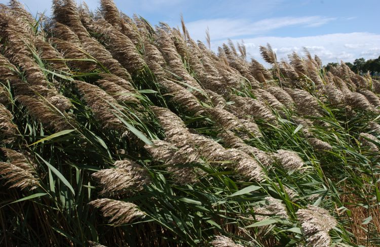 This aggressive invasive grass regularly grows to be 15 feet tall and forms dense stands with up to 200 plants in a three foot square area. Photo: Dave Brenner | Michigan Sea Grant