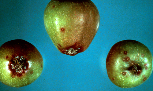 Feeding on fruit induces red to purple discoloration around feeding sites.