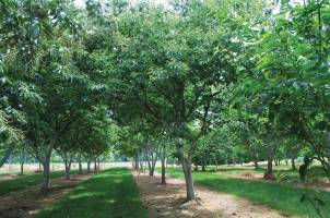 Chestnut trees