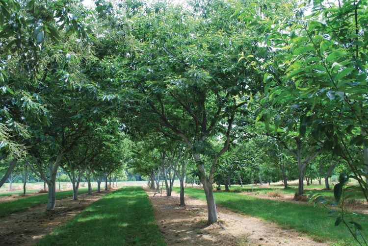 Chestnut trees