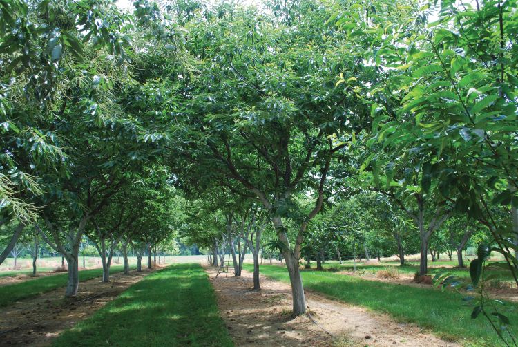 Wanted Chestnut Growers Agbioresearch
