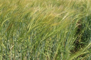 Spartan barley impresses researchers in first year of resurrection effort