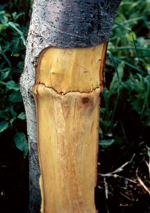  A distinct, black, sunken line at the union appears underneath the bark. 