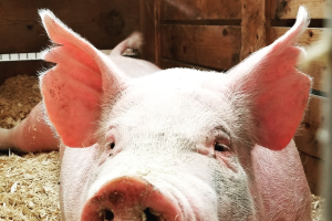 Michigan’s Pork Industry future: No more gestation stalls as of April 1, 2020