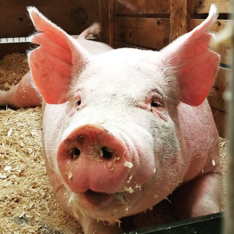 A pig  laying in a barn