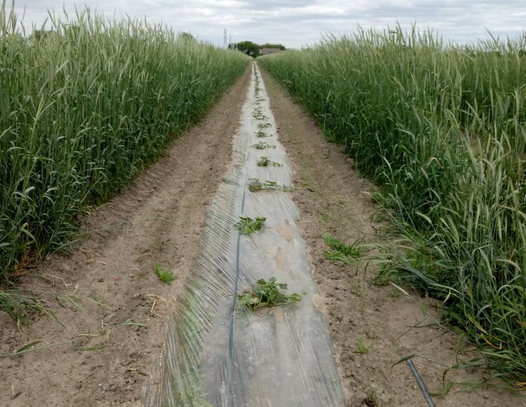 When planting seedless watermelons between windbreaks, mix in one standard seeded plant for every four seedless plants between the same windbreaks. Bees will forage along the “corridor” that is created by the rye. Photo by Ben Phillips, MSU Extension.