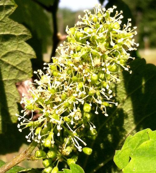 Riesling in bloom near Benton Harbor, Michigan. Photo: Brad Baughman, MSU Extension.