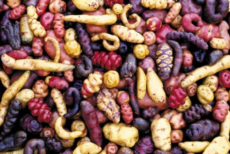 Genetic diversity within potatoes