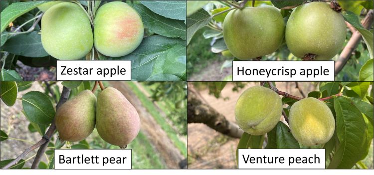 Stage of tree phenology for peach, apple, and pear.