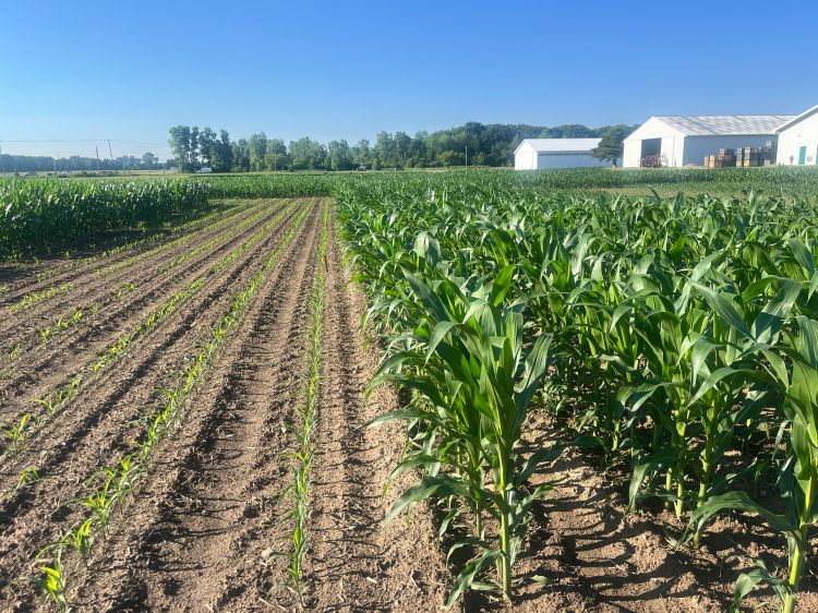 Experimental plots showing corn at different growth stages based on planting dates.