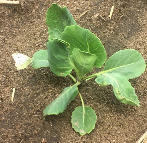 A cabbage white butterfly, the adult form of the imported cabbage worm, inspects a cabbage plant before laying an egg. All photos by Marissa Schuh, MSU Extension. 