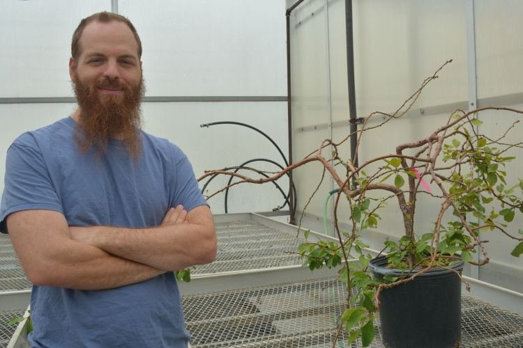 MSU researcher Joseph Hill pictured in a campus greenhouse.