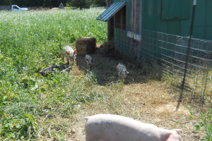 Raising woods-grazed pigs on new farms