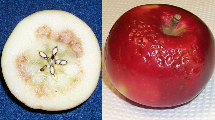 Harvesting apples in the heat - Apples