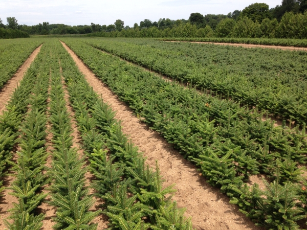 Live Webinars On Plant Nutrition For Ornamental And
