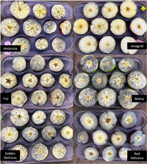 Sliced apples in tray to show water core.