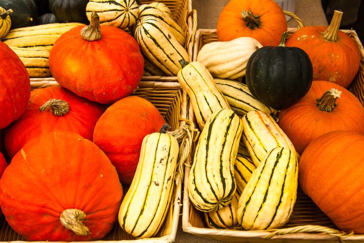 Various pumpkins and squash.