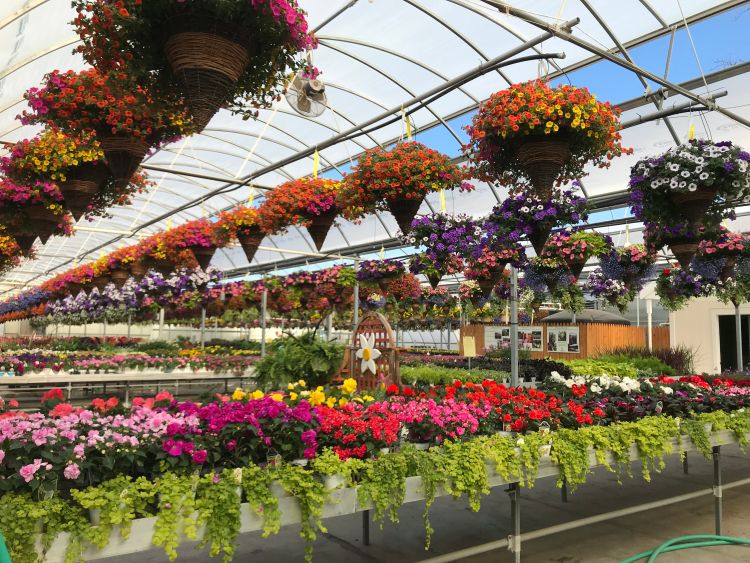 Greenhouse flowers