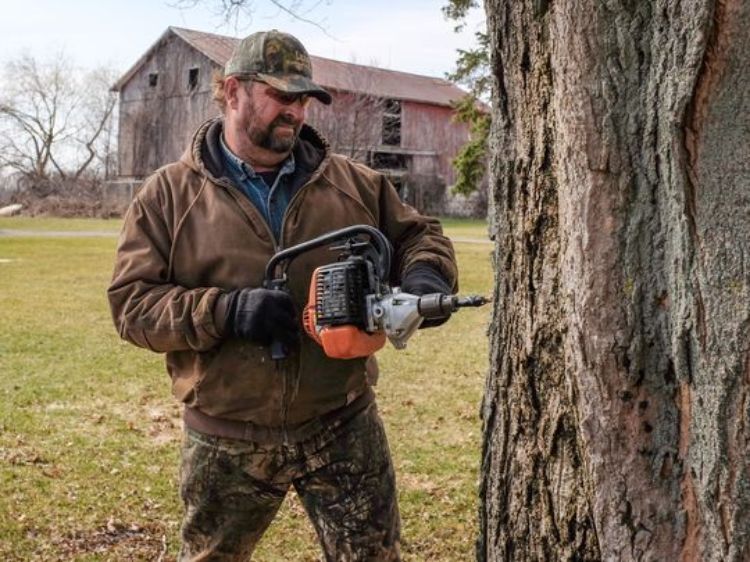 Bryan Droscha drills a hole an inch and a half into a maple tree. (Robert Killips | Lansing State Journal)