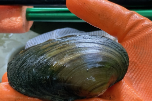 Ecorse Creek cleanup leads to unexpected mussel discovery