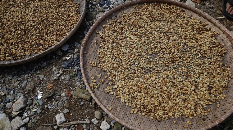 Beans drying