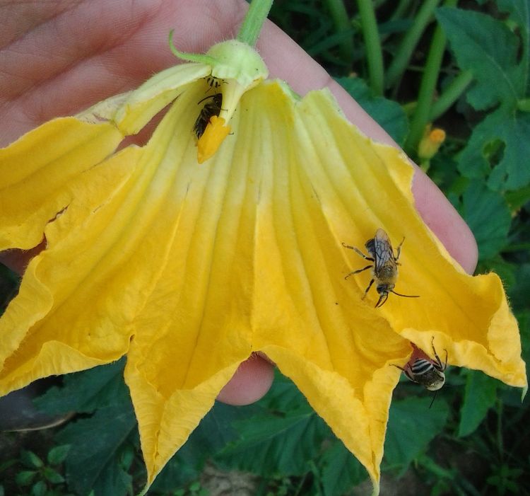 These squash bees trying to wait out the cold weather were easy to handle.