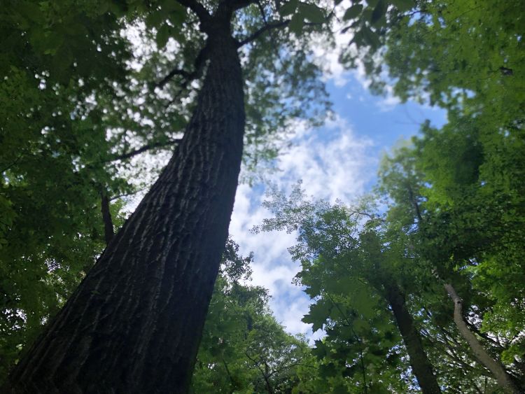 looking up at a tall tree and blue sky in a forest