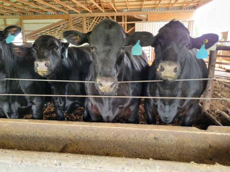 black cows standing in front of a bunker of food