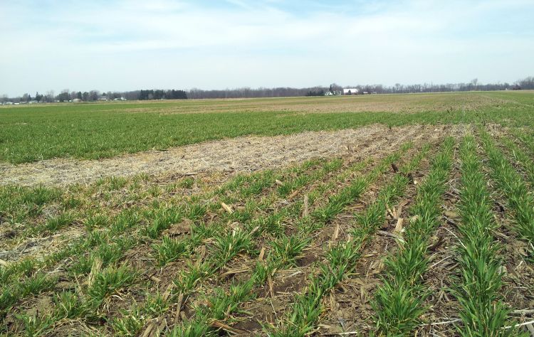 Wheat loss due to ice-sheeting. Photo credit: Ken Lake, Michigan Agricultural Commodities