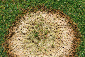 Conditions are favorable for pink snow mold development