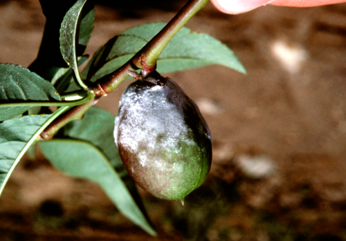 The infection may progress to cover the entire fruit, causing deformity.