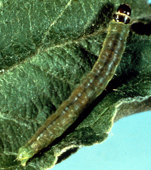  Larva is yellowish-green to olive green. 