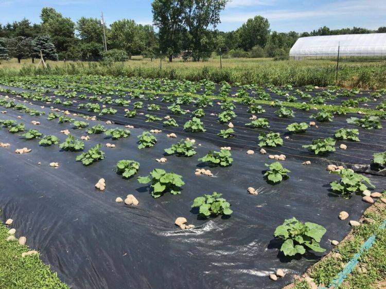 Winter squash