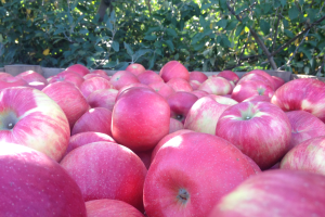 Predicted 2020 apple harvest dates