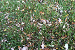 It’s not too late to mulch fallen leaves into lawns