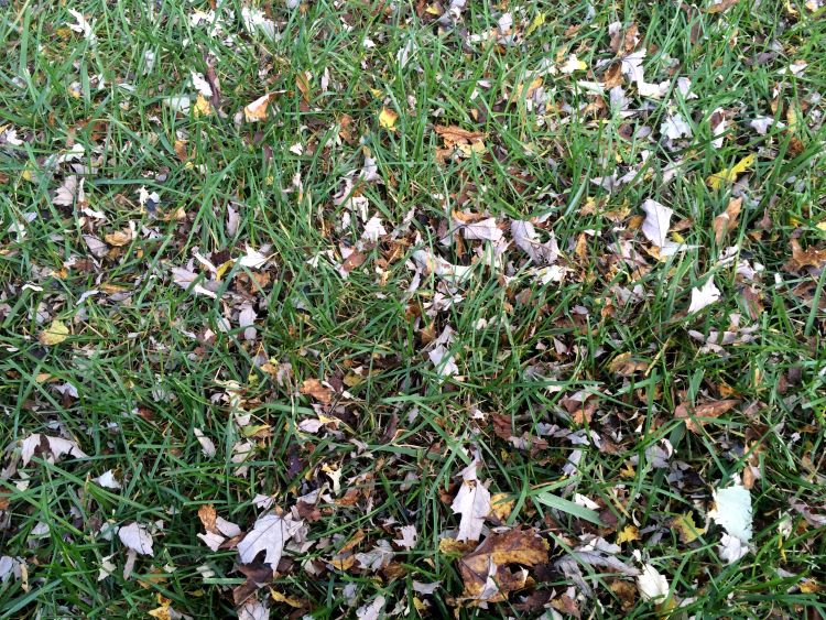 Leaf residue left behind on the surface of the lawn after mulching over leaves. The tiny pieces will last a few days and eventually sift down through the turf. Photo by Kevin Frank, MSU