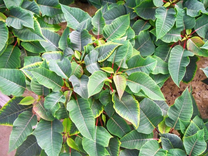 Magnesium Deficiency In Poinsettia Floriculture Greenhouse