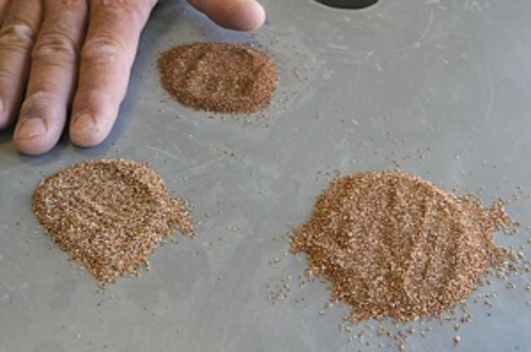 Teff seeds are very small, resembling caraway seeds and can be ground into flour for baking